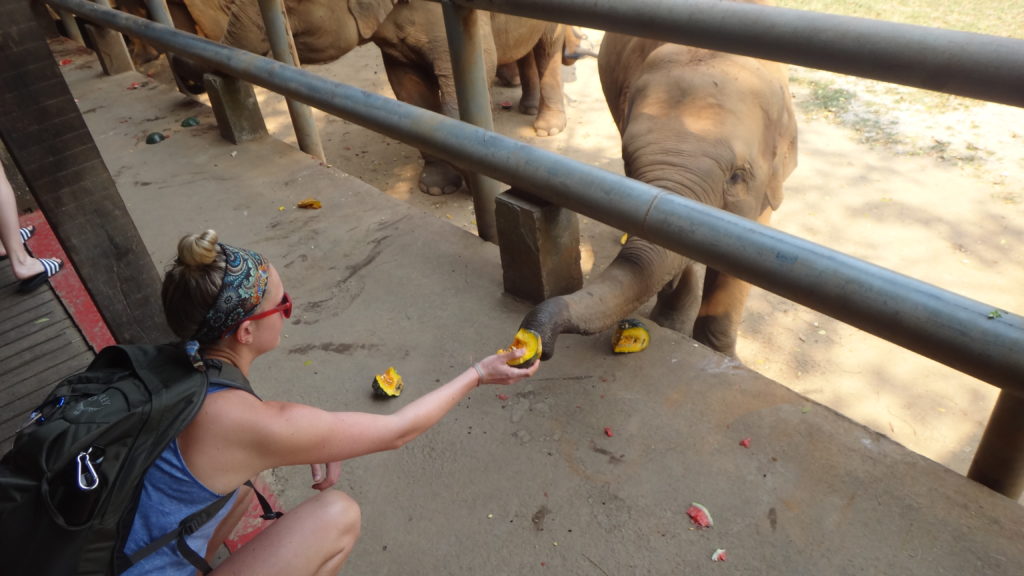 Feeding at the Elephant Nature Park 
