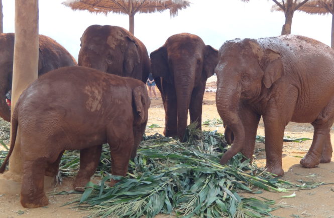 Elephant Nature Park Feeding